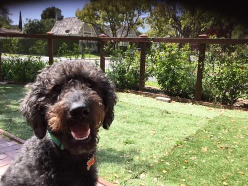 Cooper